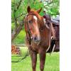Circle Y Classic Floral Tooled Browband Headstall, Durable Double-Ply Leather Western Horseback Riding Headstall w/Stainless Steel Hardware, Adjustable Buckles, Chicago Screw Bit Ends, Walnut view 2