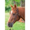 Circle Y Classic Floral Tooled Browband Headstall, Durable Double-Ply Leather Western Horseback Riding Headstall w/Stainless Steel Hardware, Adjustable Buckles, Chicago Screw Bit Ends, Walnut view 3