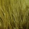 Hareline Fly Tying Marabou Blood Quills - Olive view 1