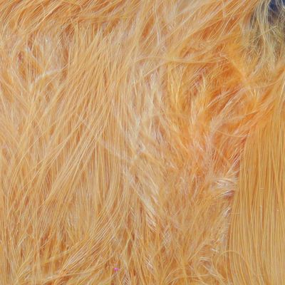 Hareline Fly Tying Marabou Blood Quills - Peach
