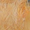 Hareline Fly Tying Marabou Blood Quills - Peach view 1
