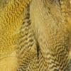 Hareline Fly Tying Mallard Flank - Woodduck tan view 1