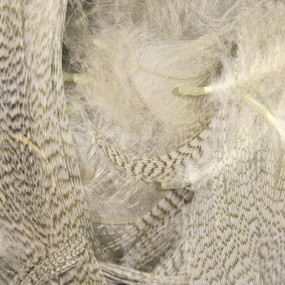 Hareline Fly Tying Mallard Flank - Natural
