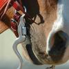 8in Cavalry Stainless Cheek Correction Bit view 2