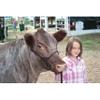 Weaver Livestock Leather Bombshell Show Cattle Halter, Adjustable, Modern Style Cow Calf Halter, Livestock Handling Equipment for Showing, Brown view 2