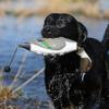Avery Sporting Dog EZ-Bird Training Dummy  Realistic Floating Retriever Bumper for Water & Field Training (Pintail) view 2