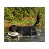 Avery Sporting Dog EZ-Bird Training Dummy  Realistic Floating Retriever Bumper for Water & Field Training (Pintail) view 3