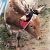 Weaver Leather Super 8 Horn Wrap, Red view 2