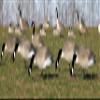 Flambeau Outdoors 8990FBU Storm Front 2 Canada Goose Decoys, Full Body Flocked Heads - 6-Pack view 4