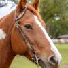Circle Y Python Pass One Ear Headstall - Equestrian Vintage Leather Hand-Tooled Floral Design Turquoise Accents Horse Single Ear Headstall view 4