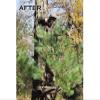 Pine Ridge Archery Tree Stand Branch Holders view 1