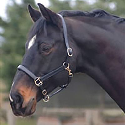 Cottage Craft Leather Headcollar - Havana, Pony