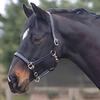 Cottage Craft Leather Headcollar - Havana, Pony view 1