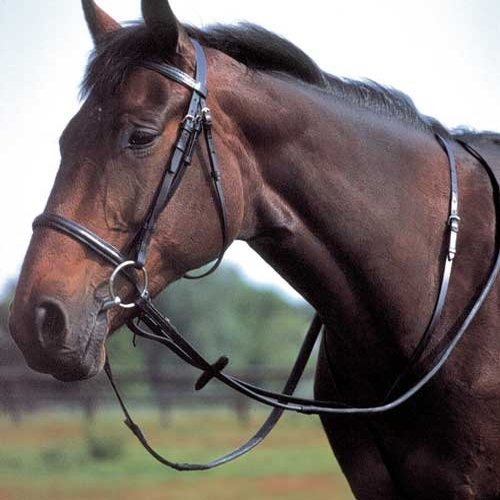 Windsor Equestrian Products Martingale fixe Marron Marron Cob