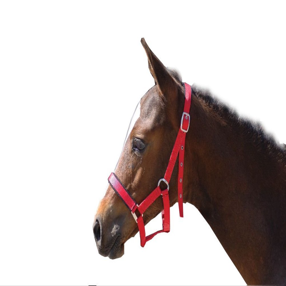 eclipse foal headcollar - black