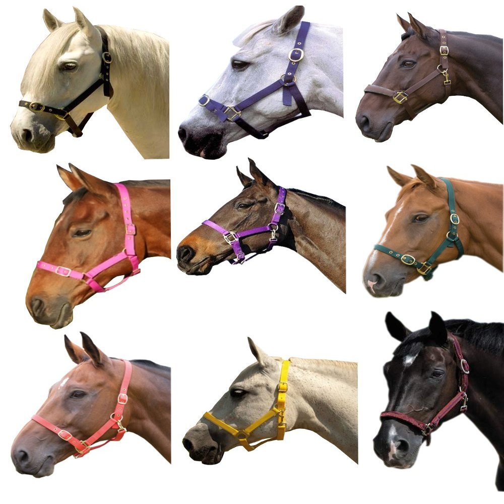 (Yellow, Pony) - Eclipse Nylon Horse Headcollar - Fully adjustable with brass fittings, Sizes: Small Pony - Extra Large, Available in 11 different colours