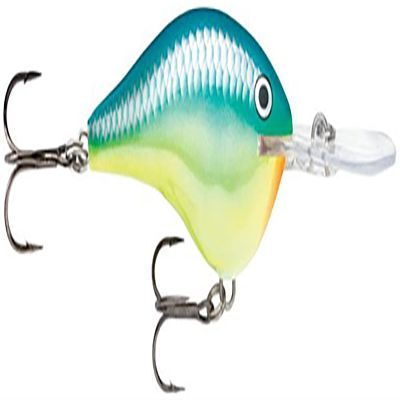 Dives-to 04 Caribbean Shad