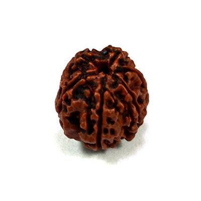 6 Faced / Mukhi Natural Certified Rudraksha