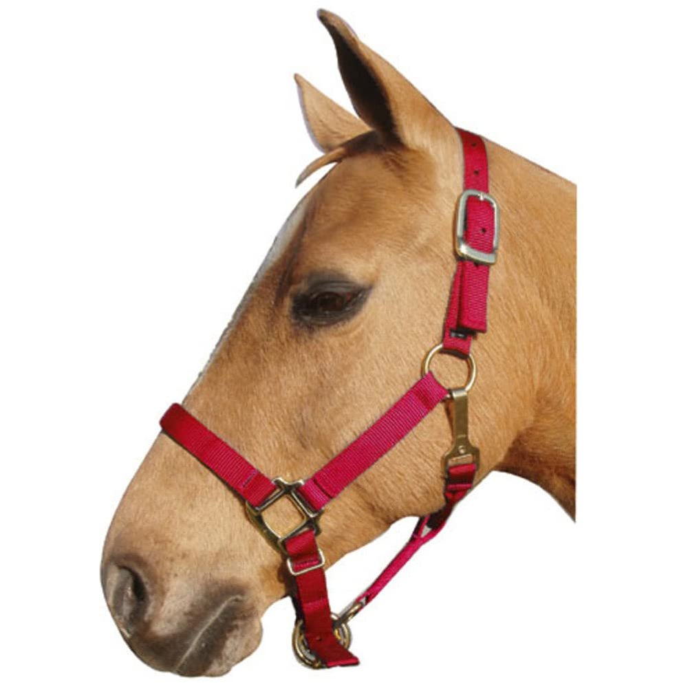Intrepid International Nylon Halter, Red, Cob