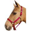 Intrepid International Nylon Halter, Red, Cob view 1