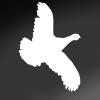 Express Yourself Flushed Partridge (White - Image Facing as Shown - Large) Decal Sticker - Upland Game Bird Collection view 1
