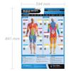 Muscle Groups & Exercises | Anterior & Posterior Muscles & Exercises | Laminated Home & Gym Poster | FREE Online Video Training Support | Size - 841mm x 594mm (A1) | Improves Personal Fitness view 2