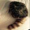 Insider Bat Coonskin Cap, Earth Friendly Coon Tail, Davy Crockett Cap, Racoon Hat view 1