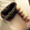 Insider Bat Coonskin Cap, Earth Friendly Coon Tail, Davy Crockett Cap, Racoon Hat view 2