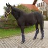 Kerbl Dexter 32452 Tendon Boots for Transportation view 2