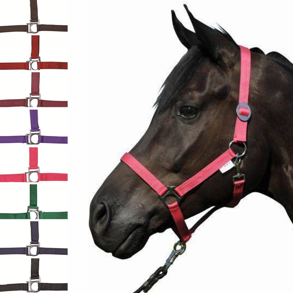 HKM 558538 Headcollar Stars Economy