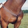 Nunn Finer All Purpose Elastic Breastplate - Horse Size (Black/Zinc) view 1