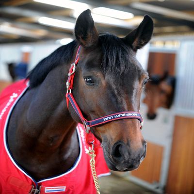 John Whitaker See Description Padded Fleece Headcollar Red, Red, Full UK