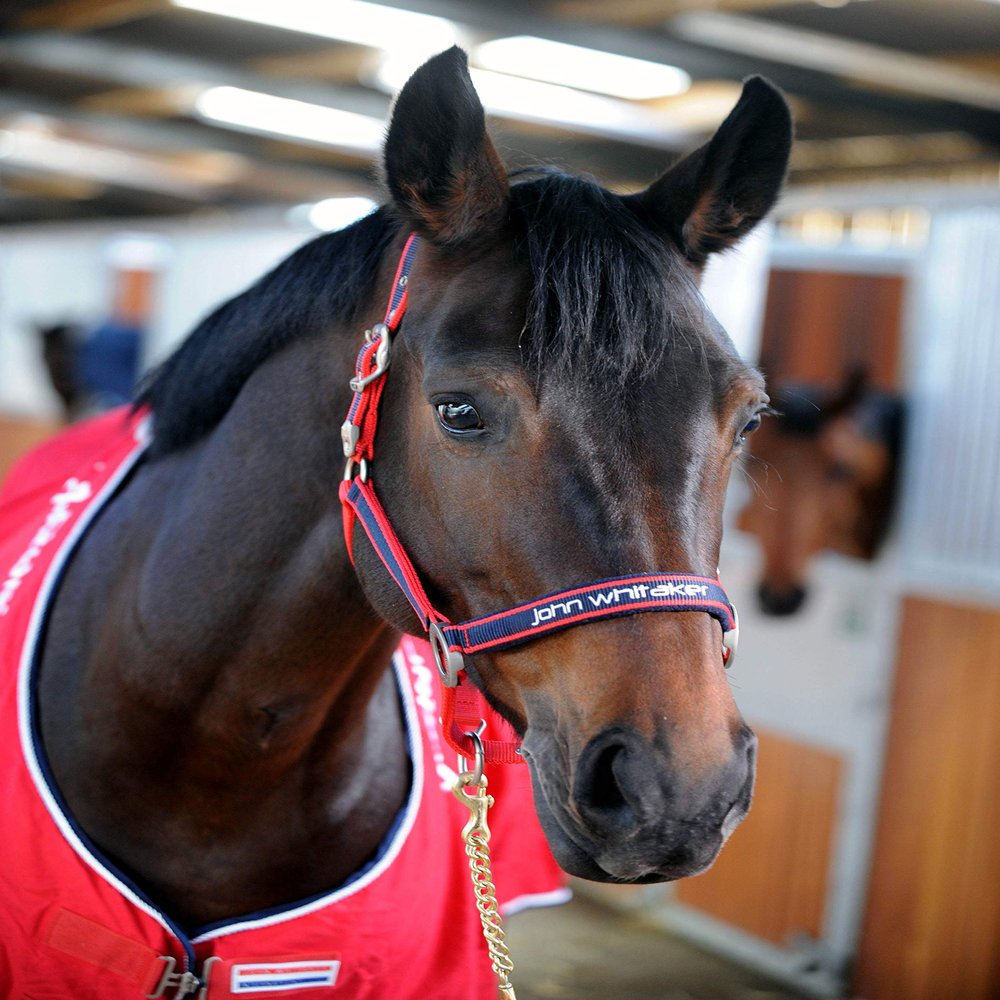 John Whitaker See Description Padded Fleece Headcollar Red, Red, Full UK