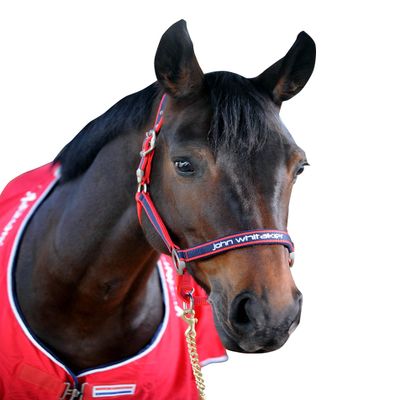 John Whitaker Unisex Padded Head Collar Red/Navy Pony