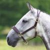 Shires Equestrian Blenheim Leather Horse Travel Halter (Cob, Black) view 4
