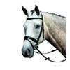 Collegiate Essential Padded Raised Flash Bridle, Black, Full view 1