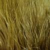 Hareline Fly Tying Marabou Blood Quills - Olive Brown view 1