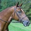 KL Select Red Barn Spirit Hunter Bridle view 1