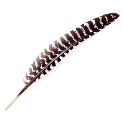 Turkey Feather
