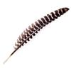 Turkey Feather view 1