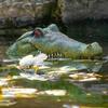 21" L Gator Defender, Alligator Head Floating Decoy view 2