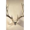 Skull Hooker Bone Bracket European Trophy Mount  Perfect Kit for Hanging and Mounting Capped Skulls for Display , Black view 3