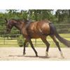 Mustang Balance Training System view 1