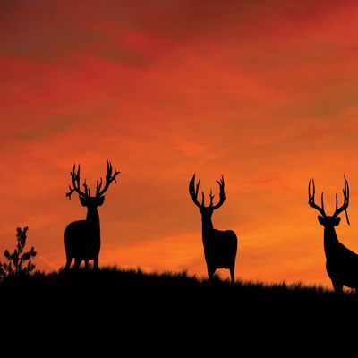Mossy Oak Graphics 28101 'Whitetail Bucks Silhouettes at Sunrise' Indoor Graphics