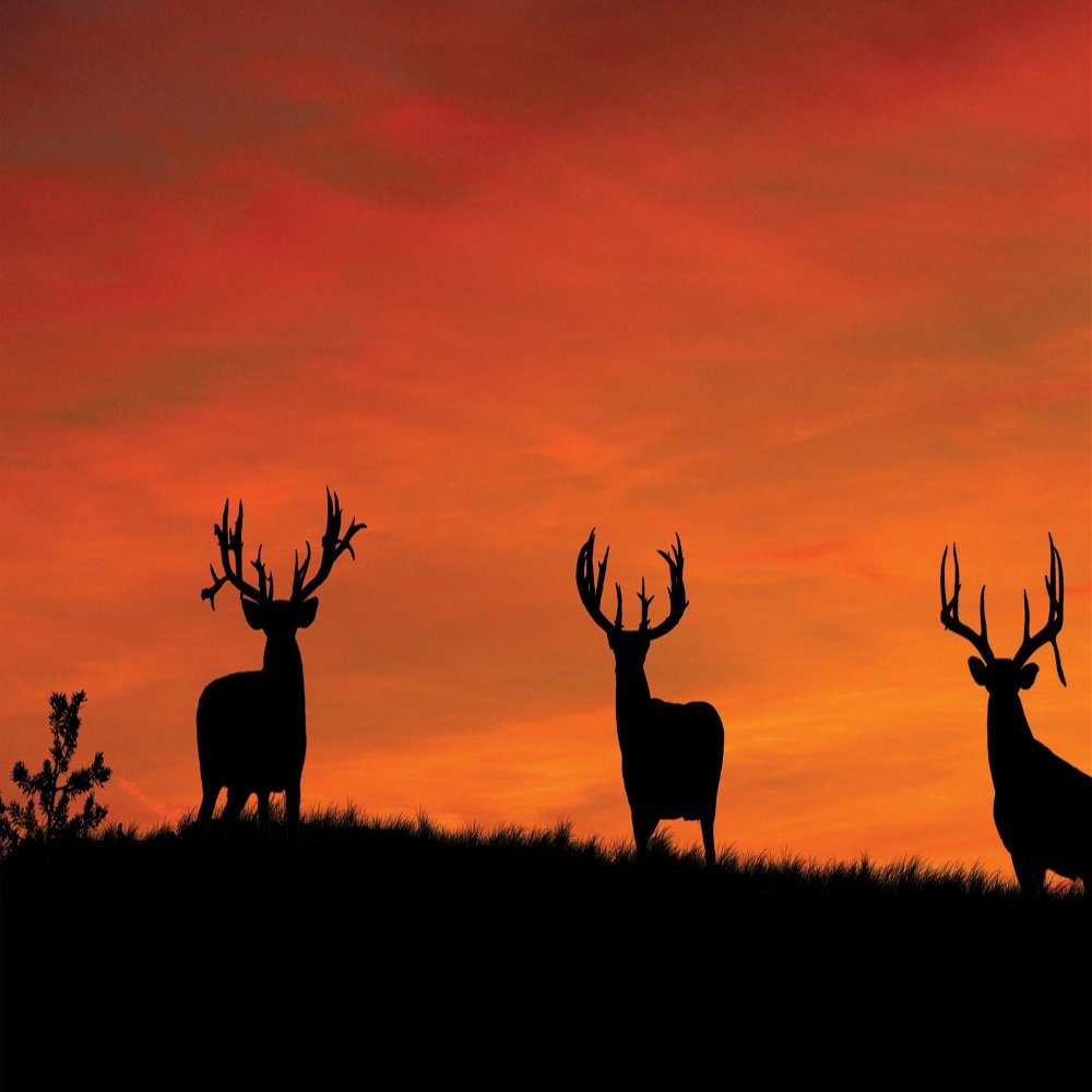 Mossy Oak Graphics 28101 'Whitetail Bucks Silhouettes at Sunrise' Indoor Graphics