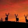 Mossy Oak Graphics 28101 'Whitetail Bucks Silhouettes at Sunrise' Indoor Graphics view 1