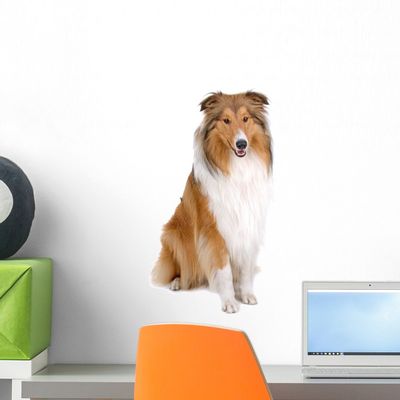 Wallmonkeys Rough Collie Scottish Shepherd (Lassie) Wall Decal Peel and Stick Graphic WM181283 (18 in H x 12 in W)