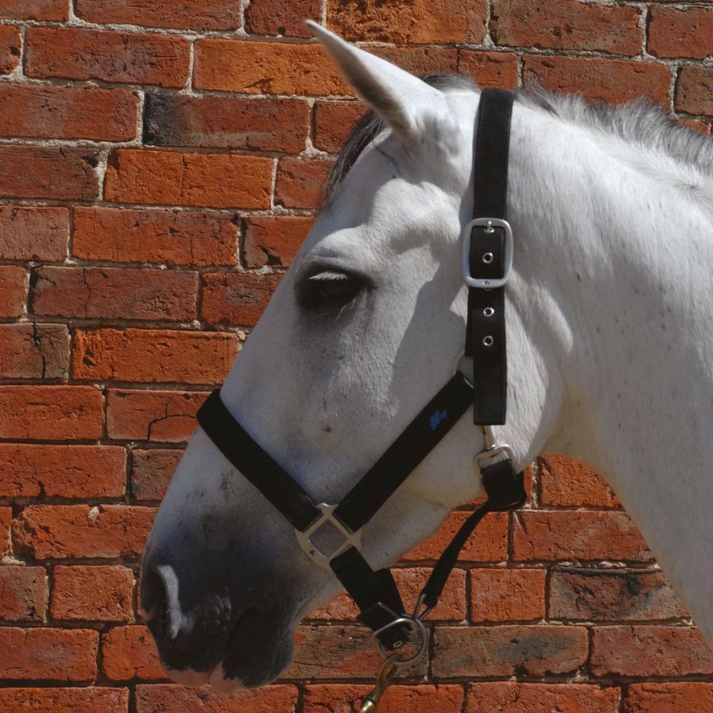 Hy Sythetic Head Collar - cob - brown