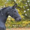 Kerbl 32340 Necklace Strap for 5 "Horse view 2