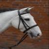William Hunter Equestrian Hy Padded Cavesson Bridle with Rubber Grip Reins - cob 5/8" - Brown view 1